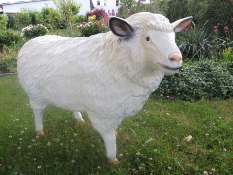 Verwunderlich Schaf Garten Lebensgroß Fotos